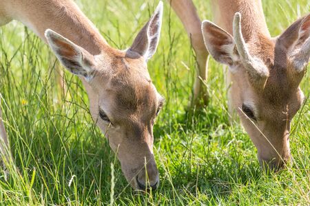deer in the nature