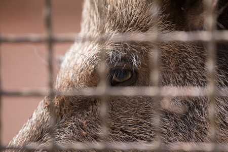 wild boar behind a fenceの写真素材