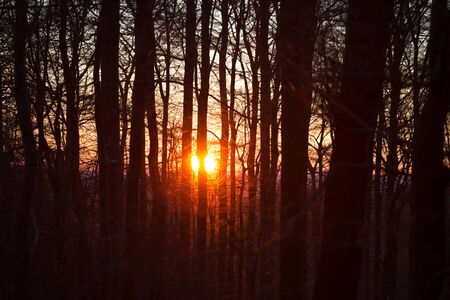 sundown in the winter forest backgroundの写真素材