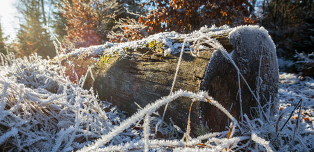 winter frost forestの写真素材