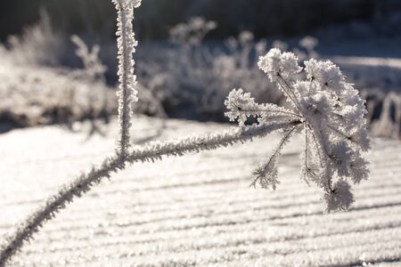 winter frost flowerの写真素材