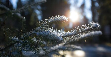 winter frost forestの写真素材