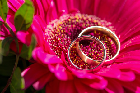 wedding rings on a flower