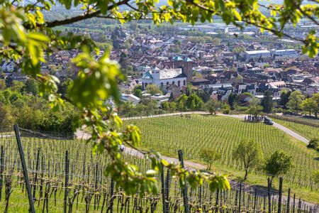 historic city bensheim in hesse germany with whine vineyardsの写真素材