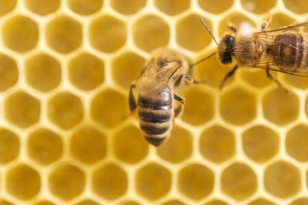 beehive with many bees