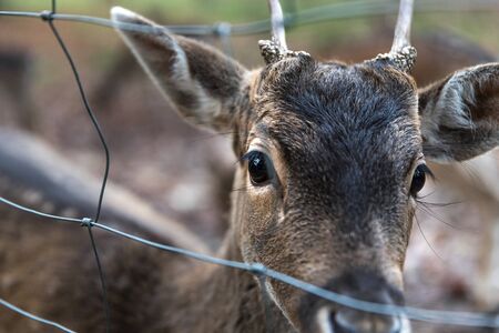 fallow deer at a ranch