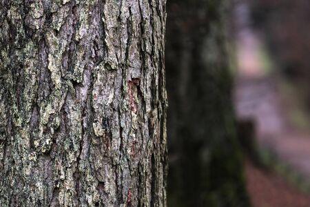 Tree bark in an autumn forestの写真素材