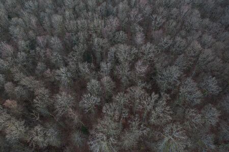 winter forst trees from above backgroundの写真素材