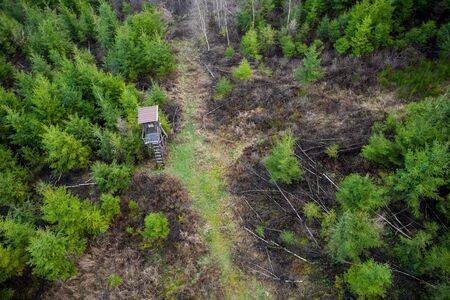 perch in a needle forest from aboveの写真素材