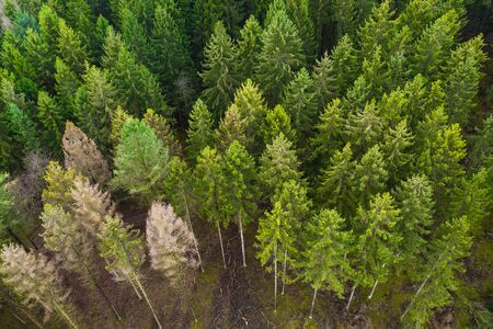 a needle forest from aboveの写真素材