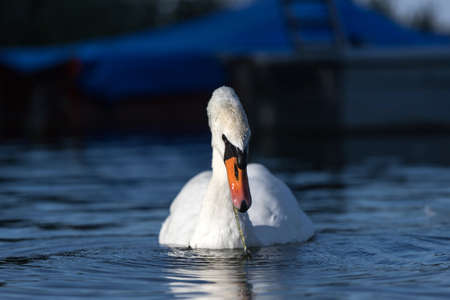 a white swan on a lakeの写真素材