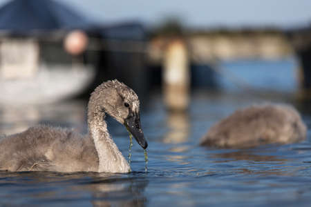 a young swan on a lakeの写真素材