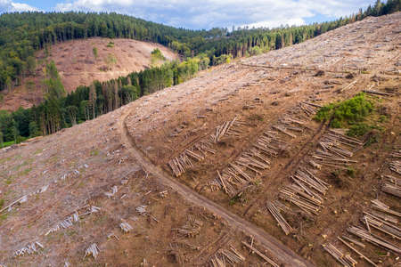 a felled forest in a green valley from aboveの写真素材
