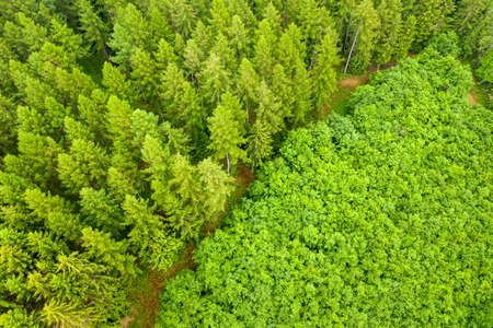 a needle forest and a young deciduous forest from aboveの写真素材