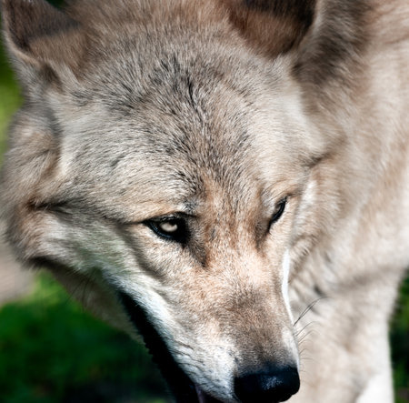 a wolf in the natureの写真素材