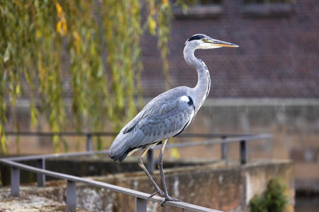 wild gray heron in the cityの写真素材