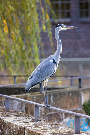 wild gray heron in the cityの写真素材