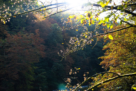 the german wupper river in autumnの写真素材