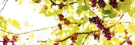 ripe grapes blur panorama