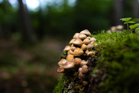 many mushrooms in a forestの写真素材