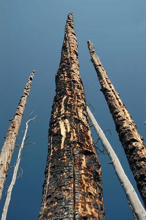 Trees still standing after a forest fire.の写真素材