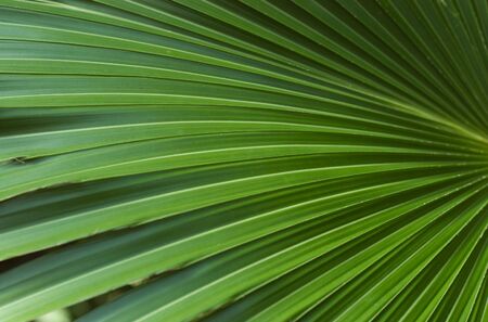 Fan-shaped leaves creating abstract shapes and colors.の写真素材