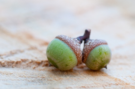 Two small newly-fallen green acorns lie on a peace of wood. Shallow focus used.