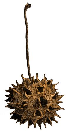 Botanical illustration of the dried fruit of a sweetgum tree.の写真素材