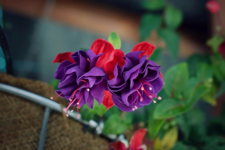 Flowerの写真素材