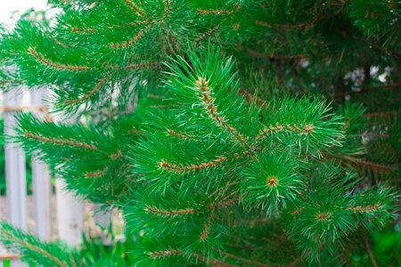 Beautiful green Christmas spruce tree branches. Beautiful winter landscape. Winter holidays, Xmas...