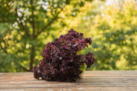 Fresh red lettuce on wooden table in garden, closeup. Space for textの写真素材