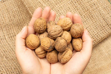 Women hands put walnut in burlap sack. Close up of walnuts heap, top view. Healthy organic food...