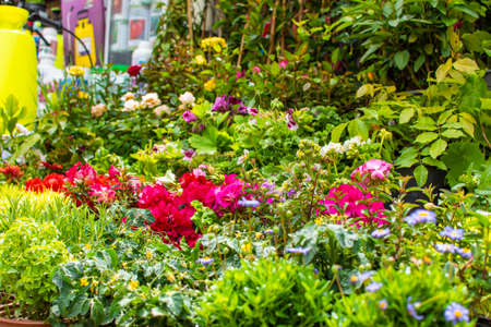ISTANBUL, TURKEY - APRÄ°L 26, 2019: market of garden products. Flowers on a stall.のeditorial素材