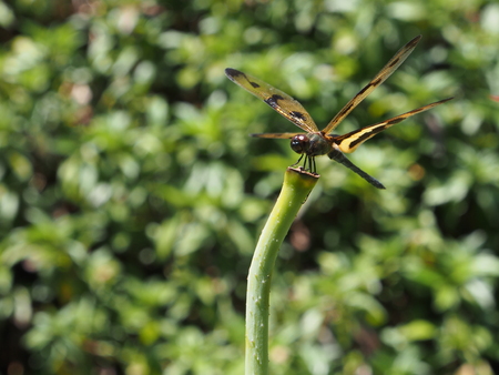 Dragonflyの写真素材