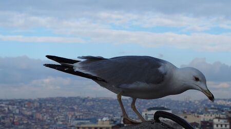 seagull close up viewの写真素材
