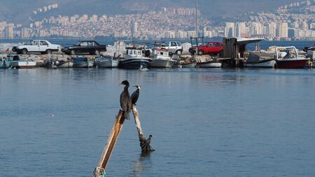 View of two sea birds resting on a wooden pillarのeditorial素材