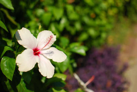 flowerの写真素材