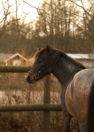 horseの写真素材