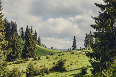 Pine forest in the mountains, snow-covered mountain peaksの写真素材