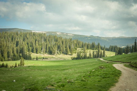 Pine forest in the mountains, snow-covered mountain peaksの写真素材