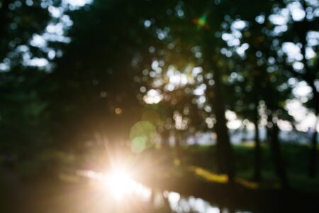 Photo forest landscape is not in focusの写真素材