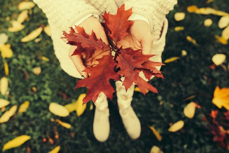 Autumn leaves in girl handsの写真素材