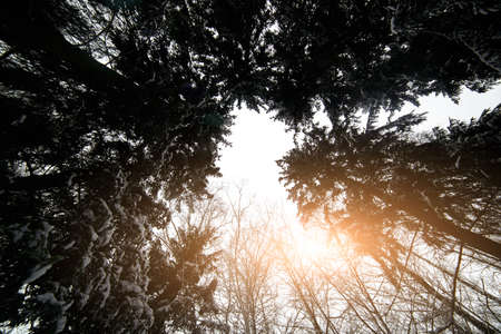 Beautiful winter sunset in Carpathians