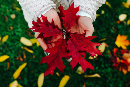 girl holds in hands beautiful autumn leafの写真素材
