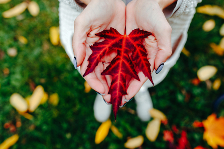 girl holds in hands beautiful autumn leafの写真素材