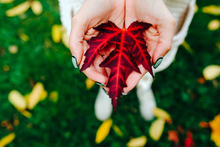 girl holds in hands beautiful autumn leaf