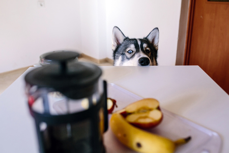 dog obediently waiting for their food in the kitchenの写真素材