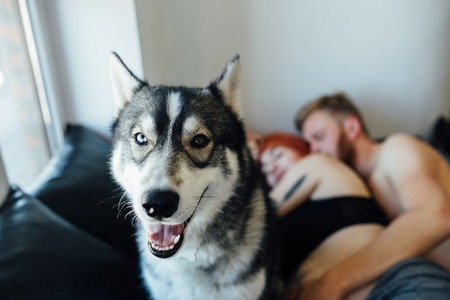 Pregnant woman, man and dog lying on a bed in the bedroomの写真素材
