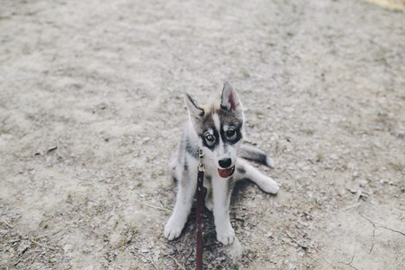 beautiful couple and a dog have a rest in the forestの写真素材