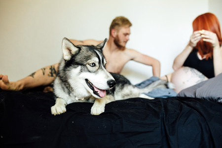 Pregnant woman, man and dog lying on a bed in the bedroomの写真素材